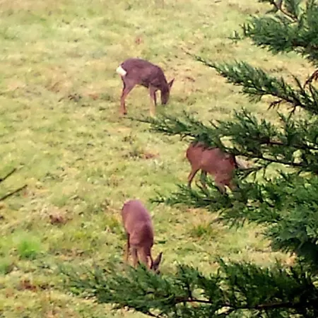 Le Coustal * Auriac-du-Périgord