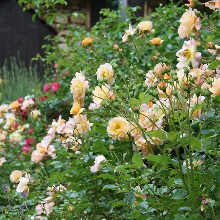 Le Coustal Σπίτι διακοπών Auriac-du-Périgord