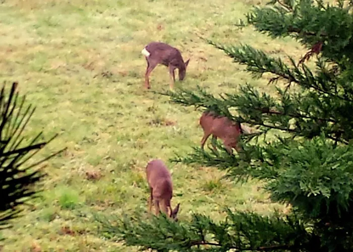 Le Coustal * Auriac-du-Périgord